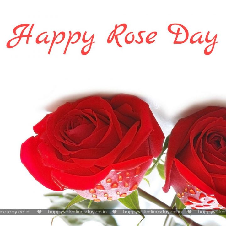 Rose Day – sexy happy valentines day