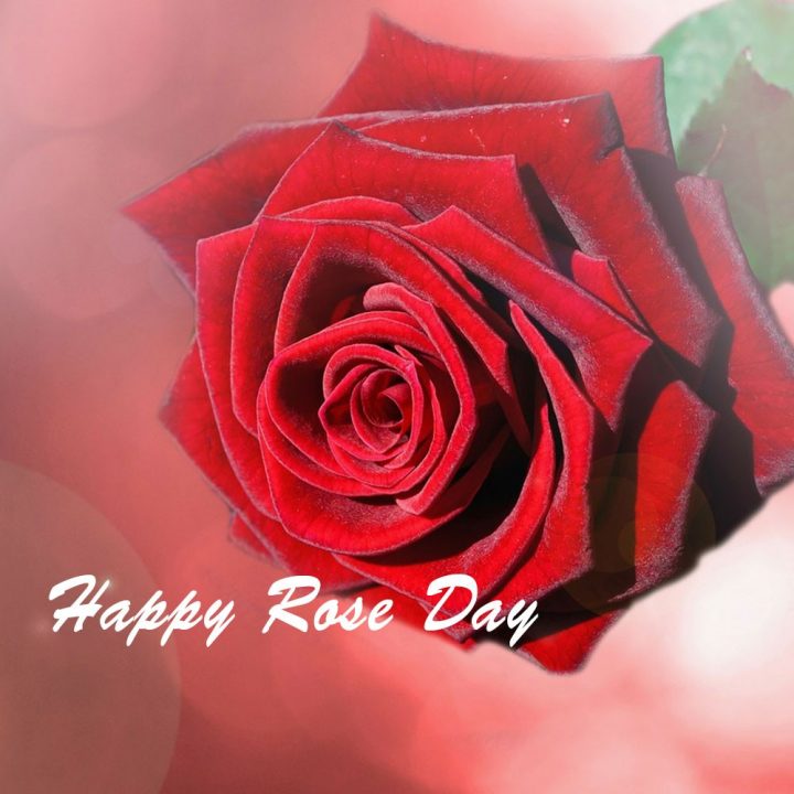 Rose Day – ecard