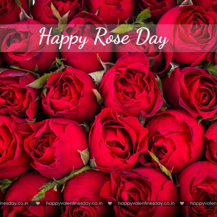 Rose Day – happy valentines day beautiful