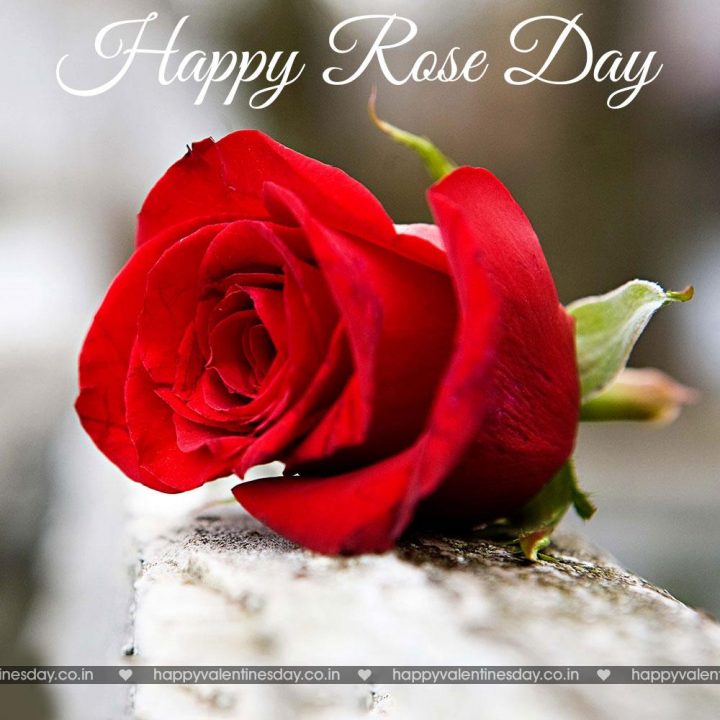 Rose Day – happy valentines day in hawaiian