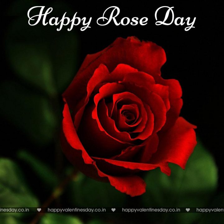 Rose Day – valentine greetings
