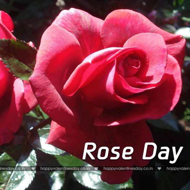 Rose Day