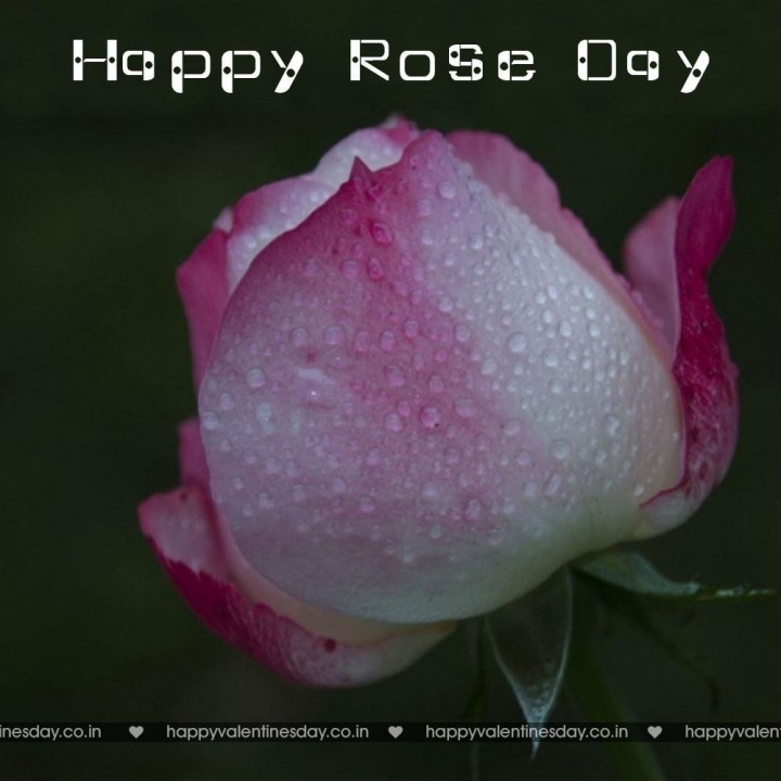 Rose Day – happy valentines day mom