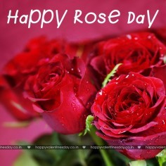 Rose Day