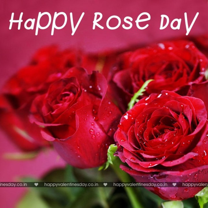 Rose Day