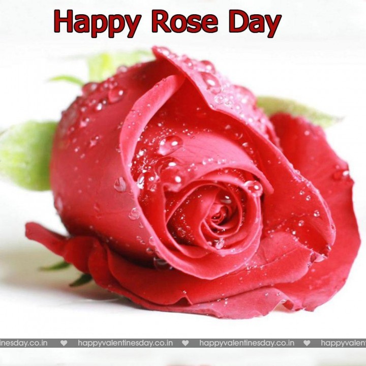Rose Day – greetings for valentines day