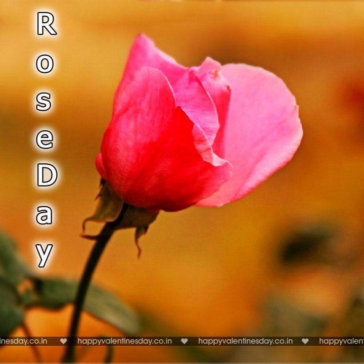 Rose Day – happy valentines day to all my friends