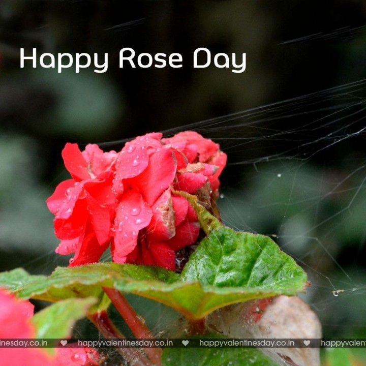 Rose Day – happy valentines day to my husband