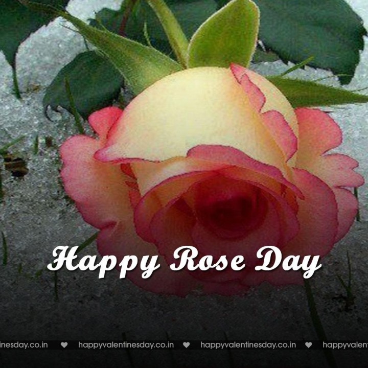 Rose Day – v day cards