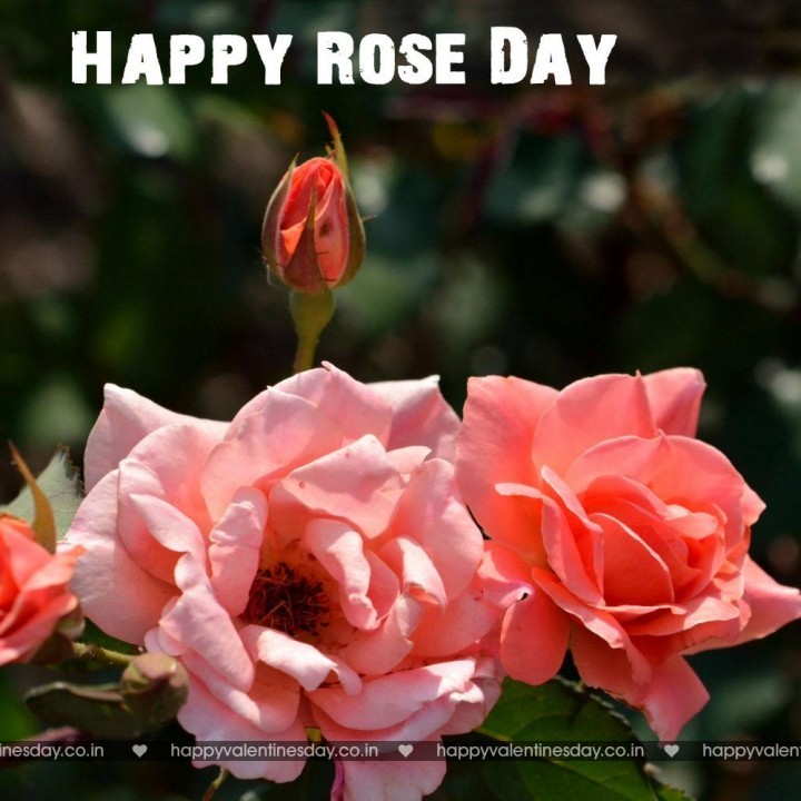 Rose Day