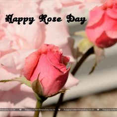 Rose Day – anniversary cards