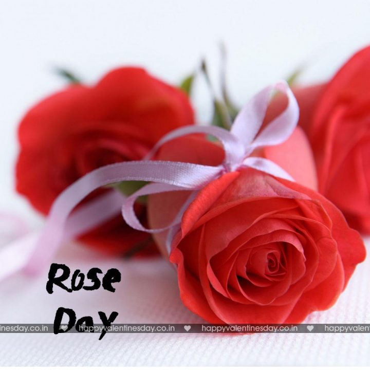 Rose Day