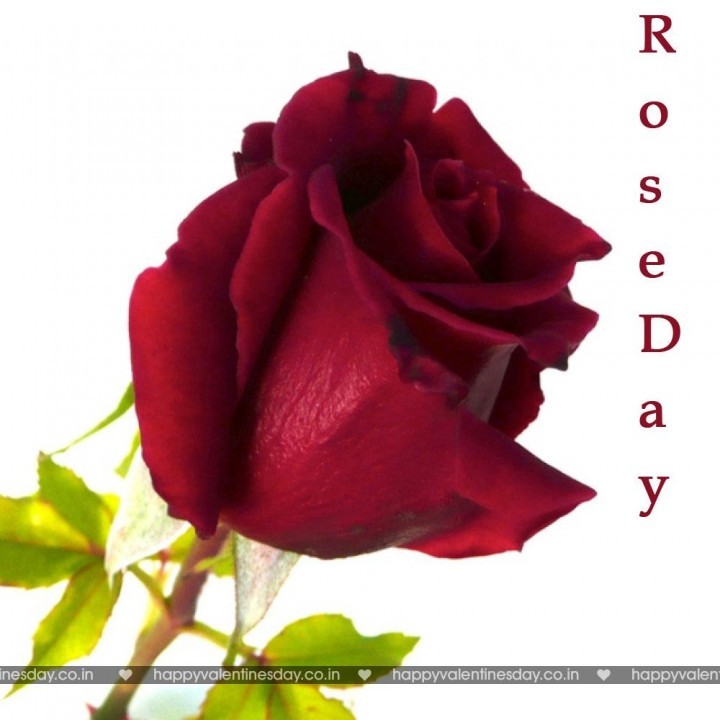 Rose Day – funny happy valentines day