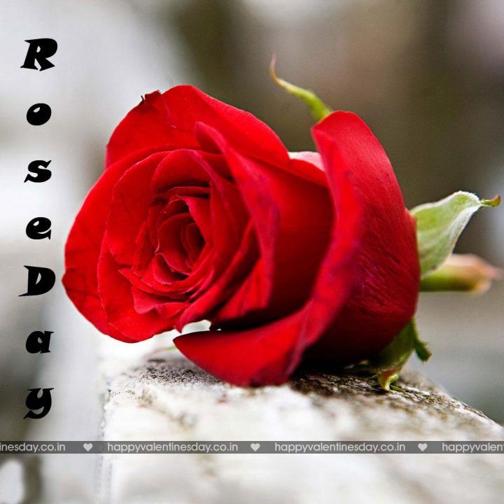 Rose Day