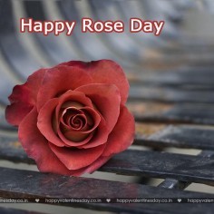 Rose Day