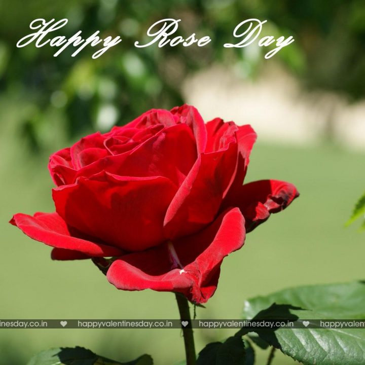 Rose Day