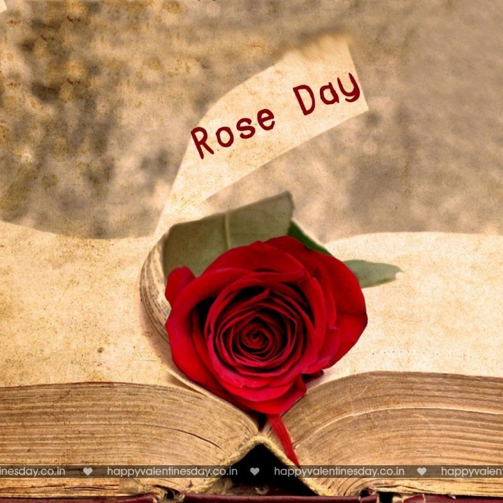 Rose Day – happy valentines day someecards