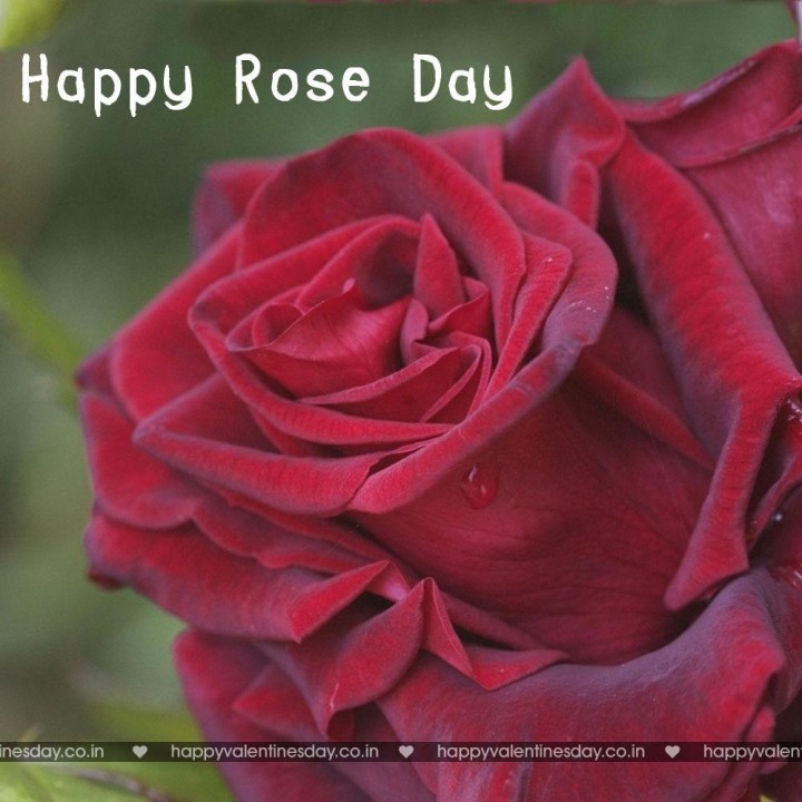 Rose Day – free funny ecards