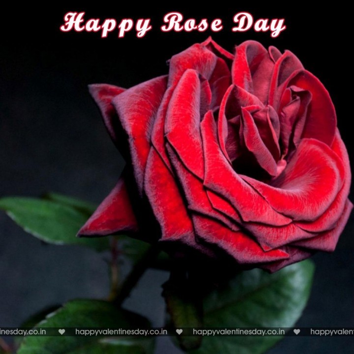 Rose Day – happy valentines day in latin