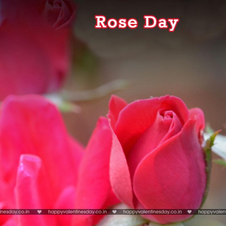 Rose Day – valentine day images free