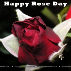 Rose Day – history of valentine day