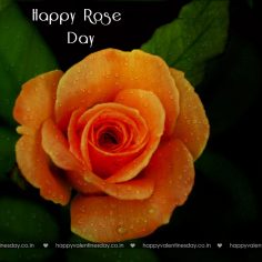 Rose Day – happy valentines day in portuguese
