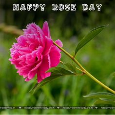 Rose Day – happy valentine day gif