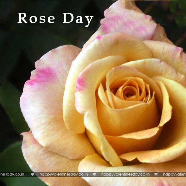 Rose Day – free egreetings