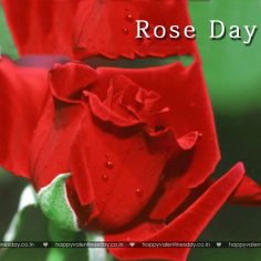 Rose Day – happy valentines day letters