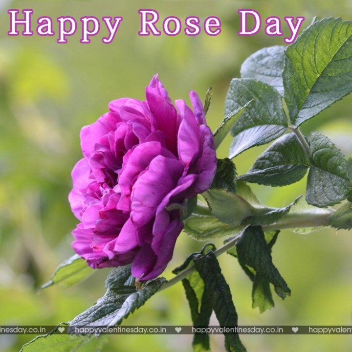 Rose Day