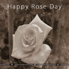Rose Day – photos happy valentines day
