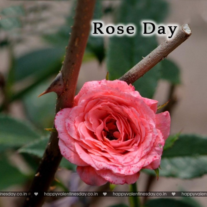 Rose Day – romantic cards