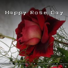 Rose Day – happy valentines day in spanish