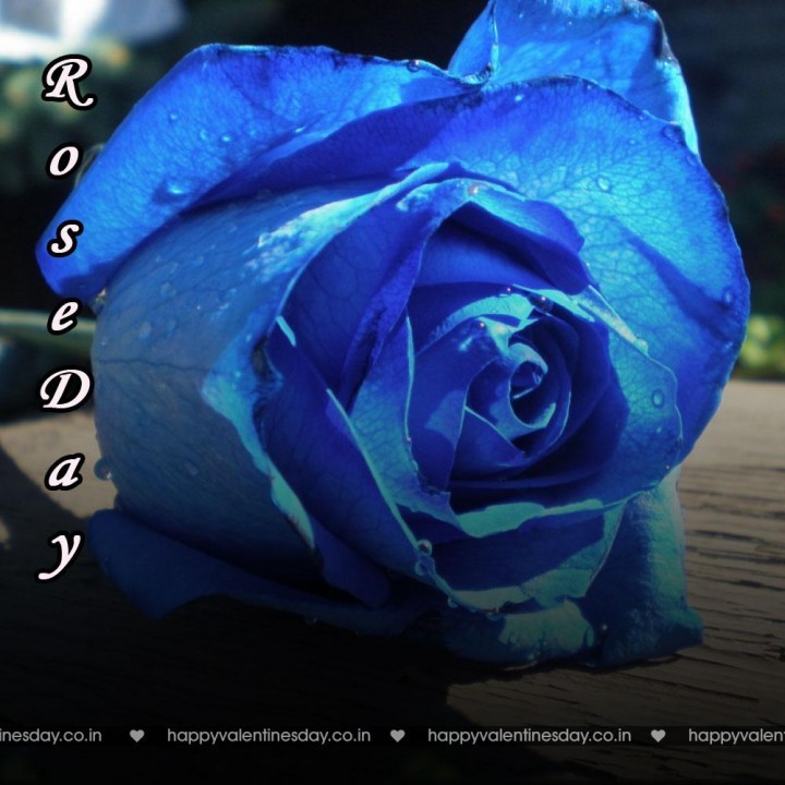 Rose Day