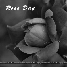 Rose Day