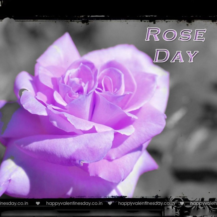 Rose Day – happy valentines day cards images