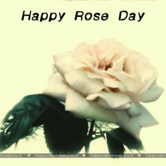 Rose Day – valentines day greeting cards