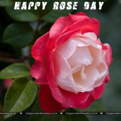 Rose Day – happy valentines day greeting