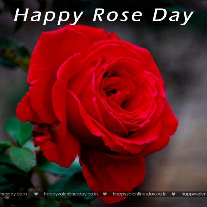 Rose Day – pictures of valentines