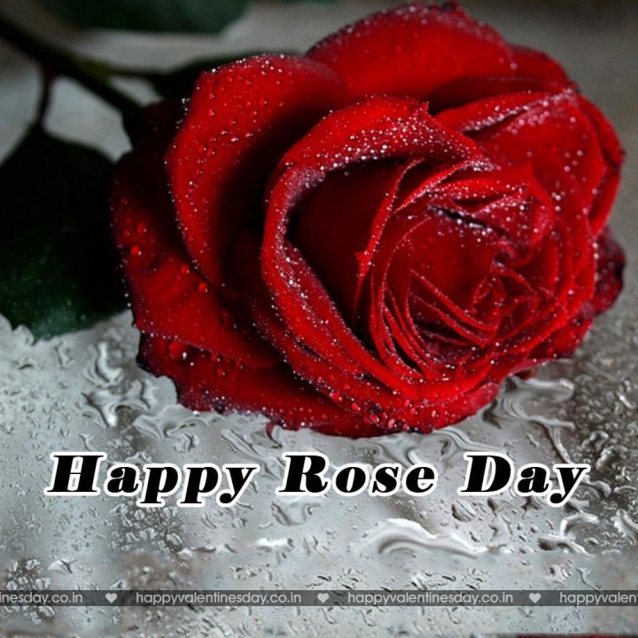Rose Day – free valentines day images