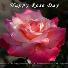 Rose Day – happy valentine day sms