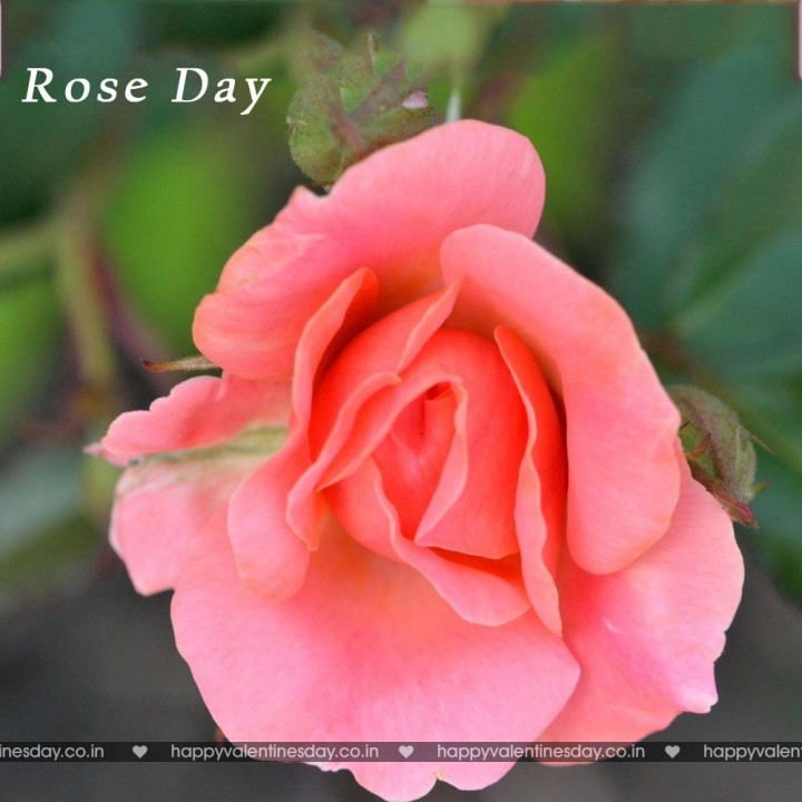 Rose Day