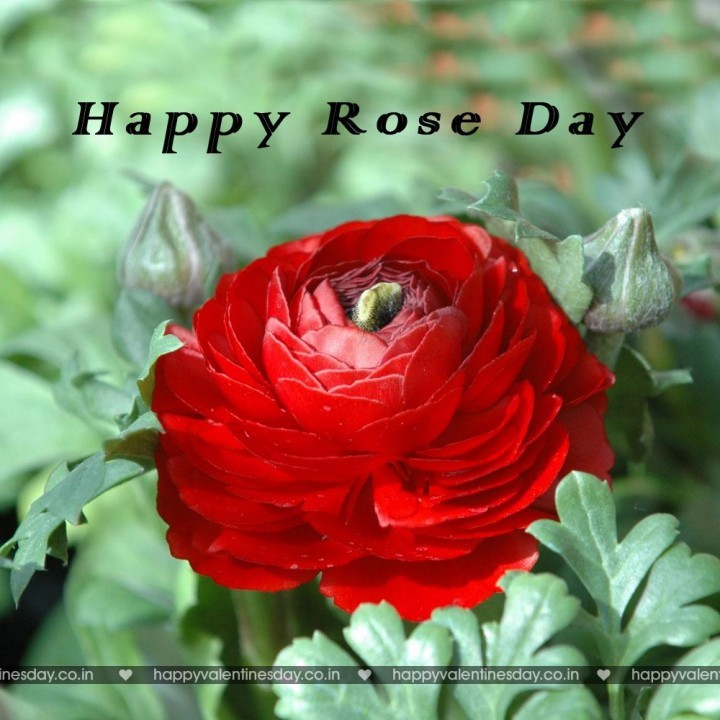 Rose Day – romantic ecards
