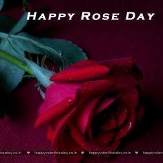 Rose Day – free valentines