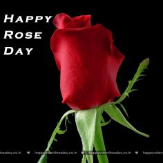 Rose Day – greeting cards