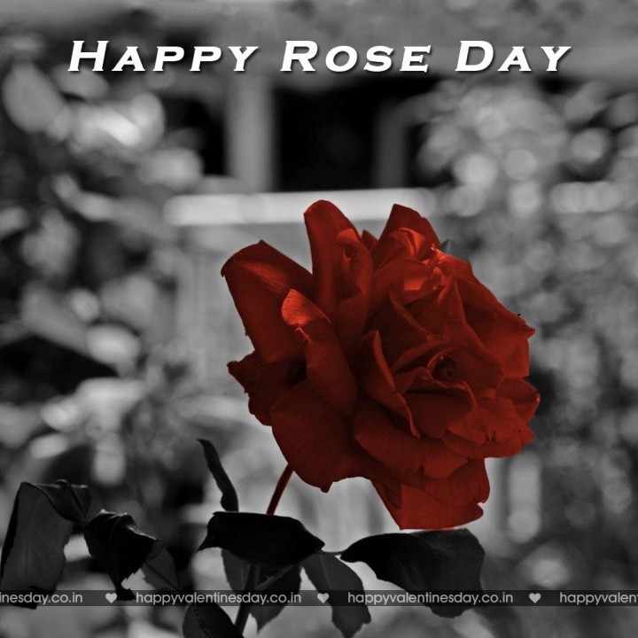 Rose Day – valentines day greetings