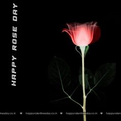Rose Day – happy valentines day backgrounds