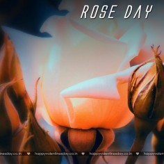 Rose Day