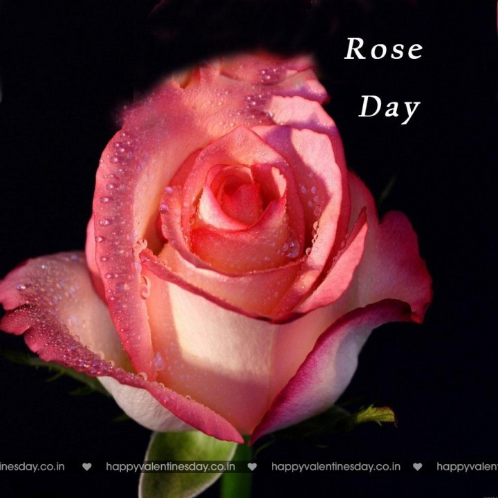 Rose Day – best ecards