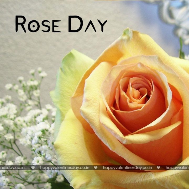 Rose Day